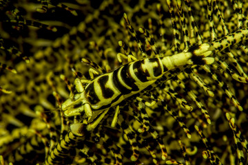 yellow crinoid shrimp