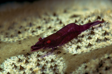 red sea star shrimp