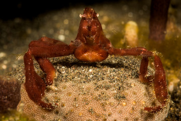 orangutan crab on sand