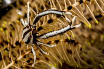 elegant crinoid squat lobster