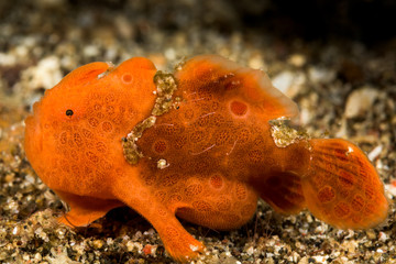 juvenile  orange painted frogfish fish