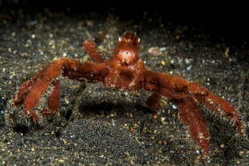 orangutan crab on sand