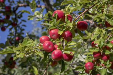 Amasya apples and apples 