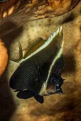 phantom bannerfish fish