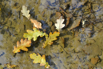 Autumn oak leaves in a puddle. The forest is reflected in the water.