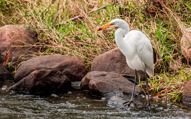 A close portrait of great heron capturing fishes from a river