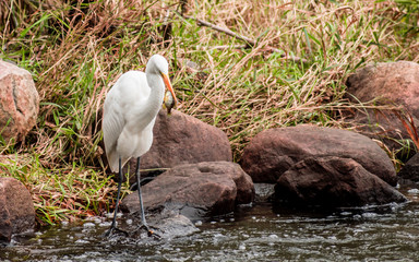 Obraz premium A close portrait of great heron capturing fishes from a river