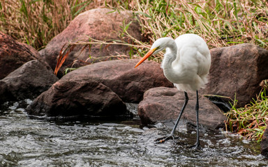 A close portrait of great heron capturing fishes from a river