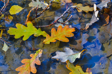 Autumn oak leaves in a puddle. The forest is reflected in the water.