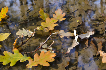 Autumn oak leaves in a puddle. The forest is reflected in the water.