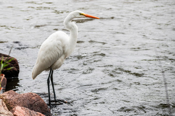 A close portrait of great heron capturing fishes from a river