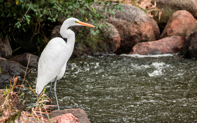 A close portrait of great heron capturing fishes from a river
