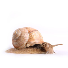 Helix pomatia.Garden snail isolated on white background.Grape snail.
