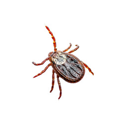 Encephalitis Virus or Lyme Disease Infected Dermacentor Tick Arachnid Insect Pest Isolated on White Background