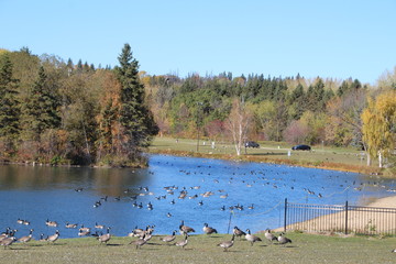 Lake Full Of Geese, William Hawrelak Park, Edmonton, Alberta