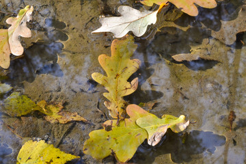 Autumn oak leaves in a puddle. The forest is reflected in the water.