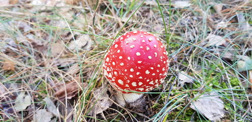 amanita mushroom