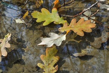 Autumn oak leaves in a puddle. The forest is reflected in the water.