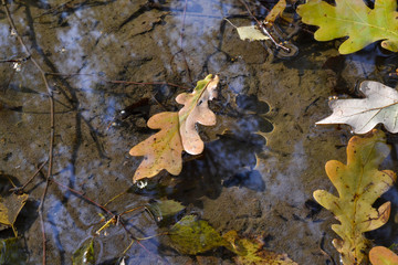 Autumn oak leaves in a puddle. The forest is reflected in the water.