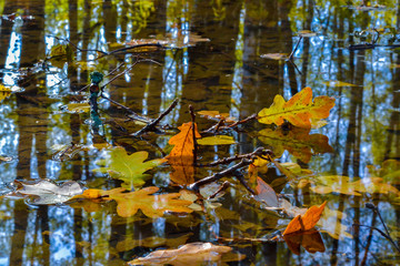 Autumn oak leaves in a puddle. The forest is reflected in the water.