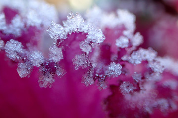 Purple cabbage in the snow close up