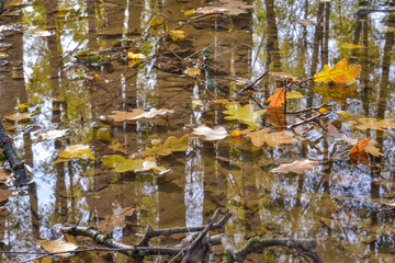 Autumn oak leaves in a puddle. The forest is reflected in the water.