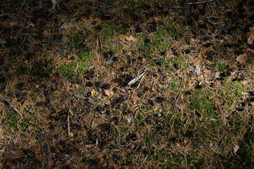 forest ground