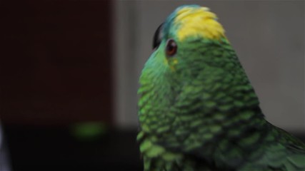 Green Parrot Looking At Camera.