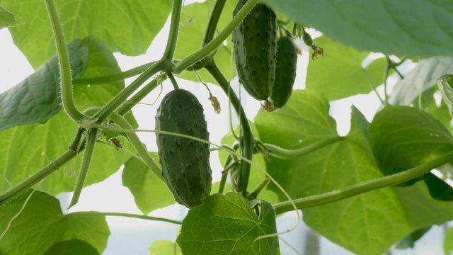 Young, ripe, prickly cucumbers on a shoot in a greenhouse. Organic eating. Cultivation of cucumbers on an industrial scale.