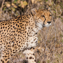 Naklejka na ściany i meble Cheetah (Acinonyx jubatus soemmeringii) in the Okavango-delta in Botswana 