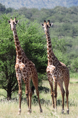 Giraffes in the Serengeti National Park, Tanzania