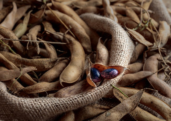 Fototapeta premium Dry bean pods, healthy organic food.
