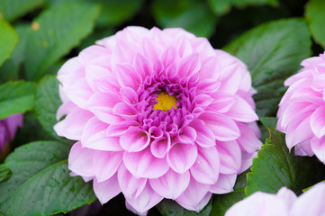 pink flower in garden