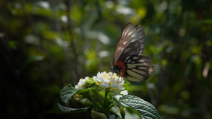 butterfly on a flower