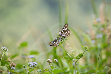 butterfly on leaf