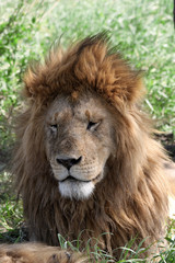 Naklejka na ściany i meble Lion in the Serengeti National Park, Tanzania