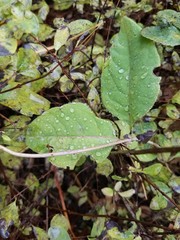 Rain on leaf