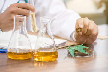.Tweezers hold cannabis bud in a laboratory.