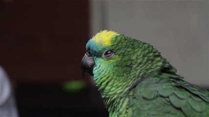 Green Parrot Looking At Camera.