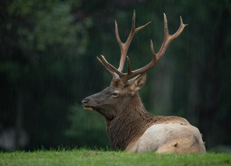 Bull Elk in the Rain 