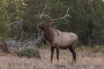 Naklejka na ściany i meble Bull Elk During the Fall Rut