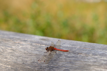 red dragon fly 2