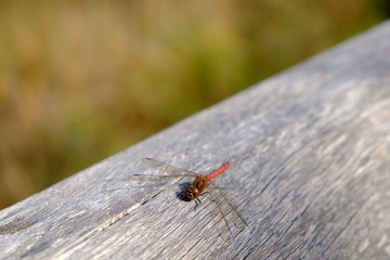 red dragon fly