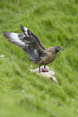 Great Skua - Catharacta skua - large brown sea bird from North Atlantic ocean, Shetlands, Scotland.