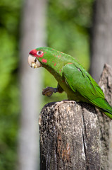 Perroquet Conure mitrée bec et nourriture