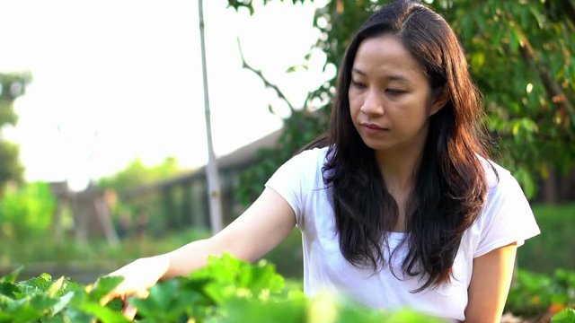 Asian woman picking strawberry at farm slow motion
