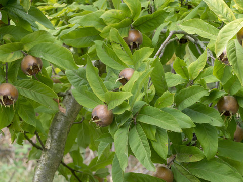 Rameaux de néflier commun (Mespilus germanica) ou aubépine d'Allemagne avec ses fruits, nèfles ronds et légèrement aplatis avec cinq carpelles au bout.