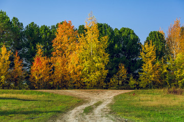 Fototapeta premium Dirt road leading to a mixed forest