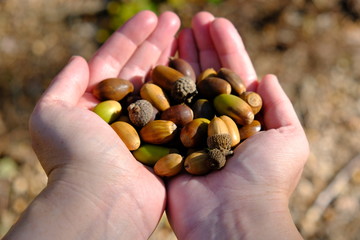 girls hands with nuts