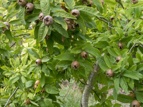 Rameaux de n&eacute;flier commun (Mespilus germanica) ou aub&eacute;pine d'Allemagne avec ses fruits, n&egrave;fles ronds et l&eacute;g&egrave;rement aplatis avec cinq carpelles au bout.
